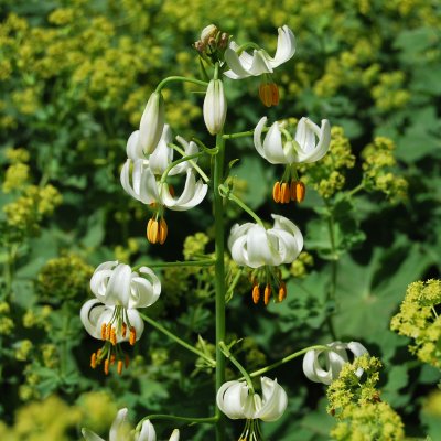 Lilium martagon Album, Krollilja, P11cm