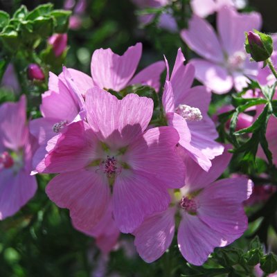 Malva moschata