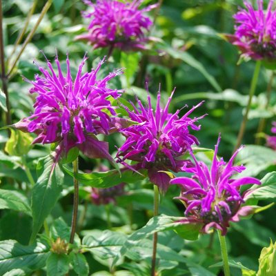 Monarda hybr. Blaustrumpf