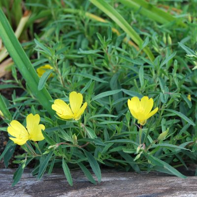 Oenothera fruticosa African Sun