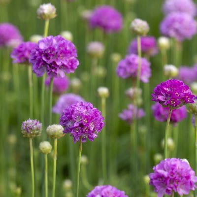 Armeria pseudarmeria Ballerina Lilac, Bredbladig Trift, P9cm