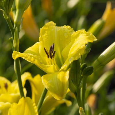 Hemerocallis hybr. Green Flutter, Daglilja, SQ1