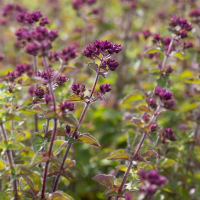 Origanum laevigatum Rosenkuppel