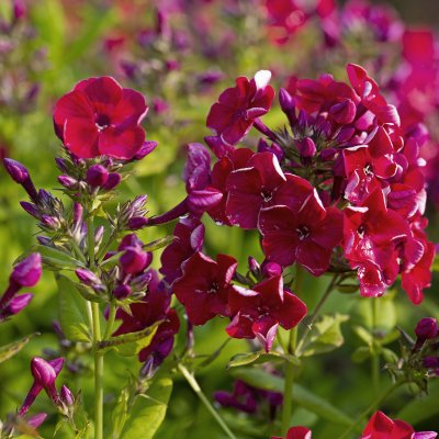Phlox paniculata Red Flame ®, Höstflox