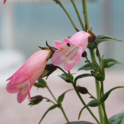 Penstemon hybr. Apple Blossom, Penstemon