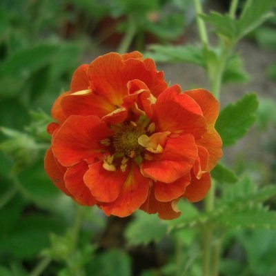 Potentilla bicolor William Rollison, Brokfingerört