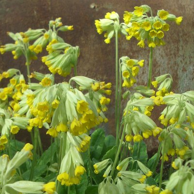 Primula veris, Gullviva