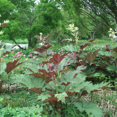 Rheum palmatum tanguticum