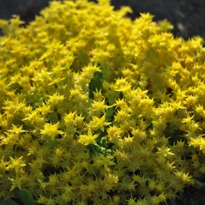 Sedum acre Yellow Queen, Gul Fetknopp, P9cm