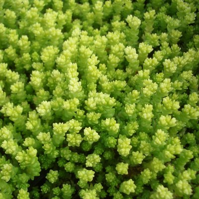 Sedum acre Yellow Queen, Gul Fetknopp, P9cm