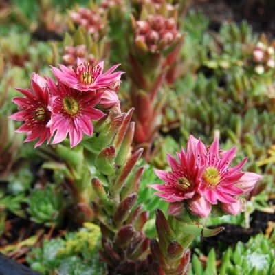 Sempervivum arachnoideum Minimum, Spindelvävstaklök, P9cm