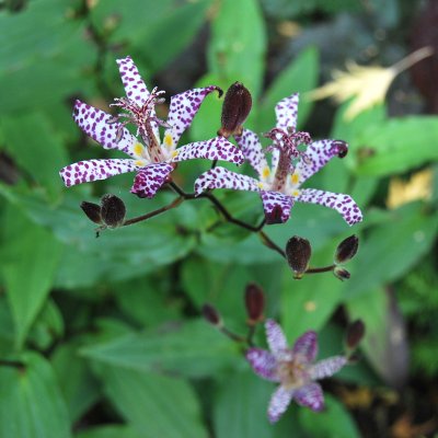 Tricyrtis hirta, Hårig Skugglilja, P9cm