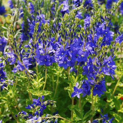 Veronica teucrium Knallblau, Praktveronika
