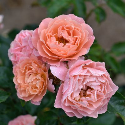 tehybrid Mme Marie Curie ® (Romantic Dreams, Québec), Tehybridros, C4