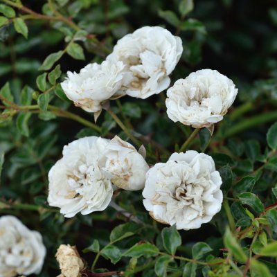 Rosa Sea Foam