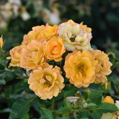 Rosa Flaming Cover ®