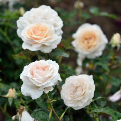 Rosa Renaissance ® Julia ™