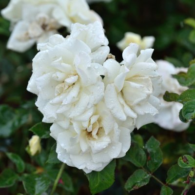Rosa White Nights ™v