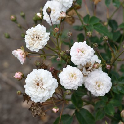 sempervirens White Pet (Little White Pet), Marktäckarros, C4