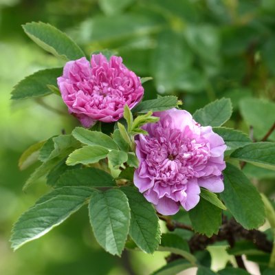 Rosa majalis foecundissima