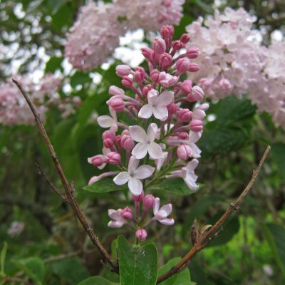 Syringa vulgaris Emilie Piper (Löfstad Slott)