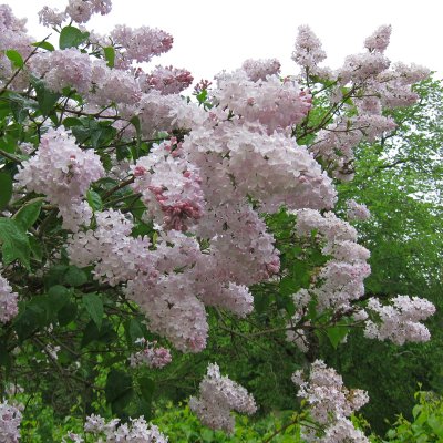 Syringa vulgaris Emilie Piper (Löfstad Slott)