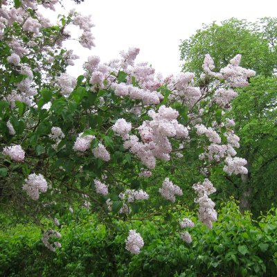 Syringa vulgaris Emilie Piper (Löfstad Slott)