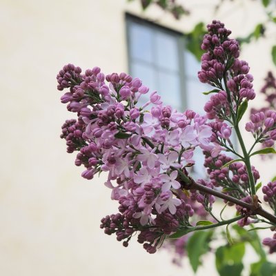 Syringa vulgaris Emilie Piper (Löfstad Slott)