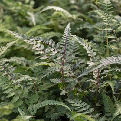 Athyrium niponicum Red Beauty, Regnbågsbräken