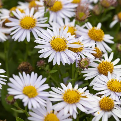 Aster (kalimeris) incisa Madiva, Fjäderaster, P9cm