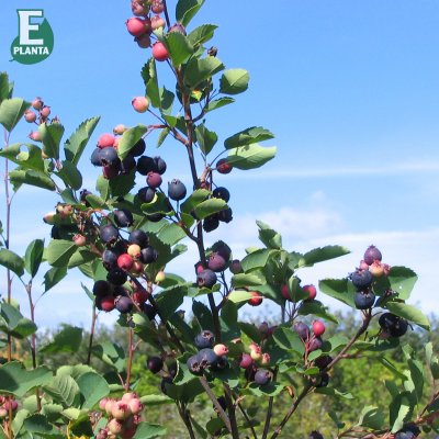 Amelanchier alnifolia fk Alvdal E, Bärhäggmispel