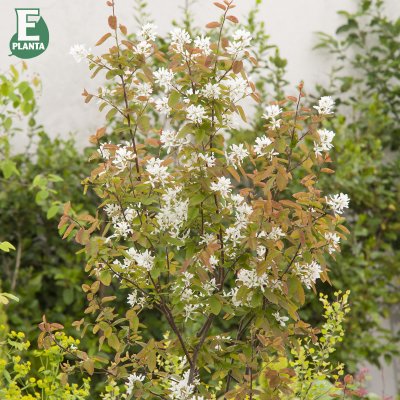 Amelanchier laevis fk Bäcklösa E, Kopparhäggmispel, busk C3,5
