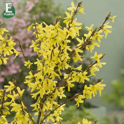Forsythia x intermedia Freja E, Hybridforsythia, busk C3,5