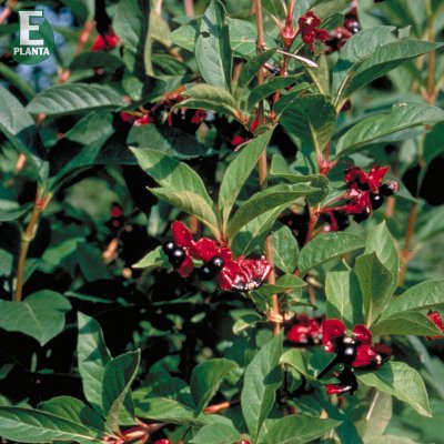 Lonicera involucrata Lycksele E, Skärmtry