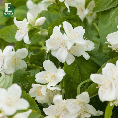 Philadelphus coronarius Finn E, Doftschersmin