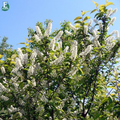 Prunus grayana Göteborg E, Pärlhägg