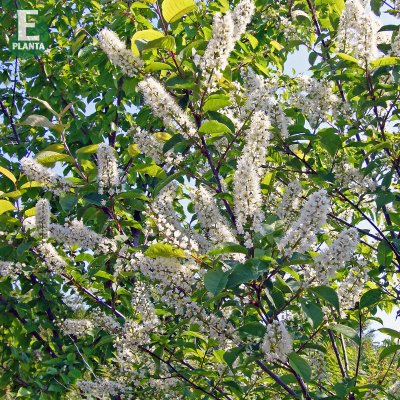 Prunus grayana Göteborg E, Pärlhägg