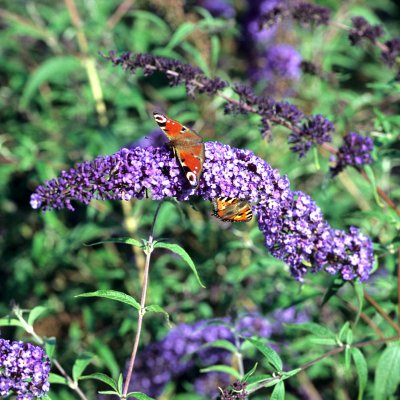 Buddleja davidii Nanho Blue, Syrenbuddleja, Fjärilsbuske, busk C3,5