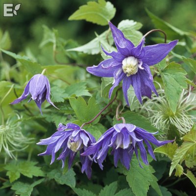 Clematis atragene Georg E