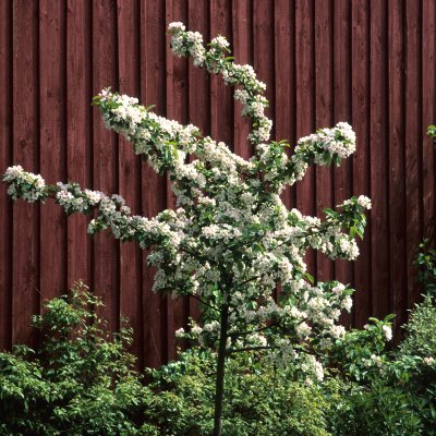 Malus Crittenden