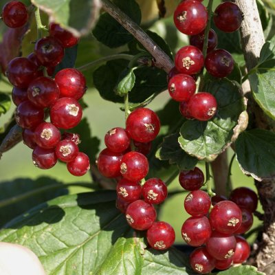 Ribes rubrum Rovada, Röda Vinbär, stam co