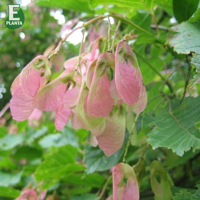 Acer tataricum fk Falun E, Rysk Lönn