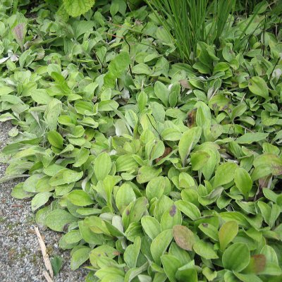 Antennaria plantaginifolia, Jättekattfot
