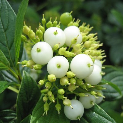 Cornus sericea Flaviramea, Gullkornell