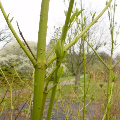 Cornus sericea Flaviramea, Gullkornell