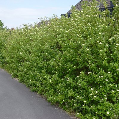 Cornus sericea Flaviramea, Gullkornell