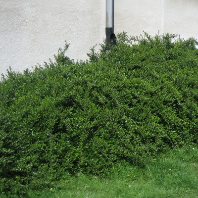 Lonicera nitida Elegant
