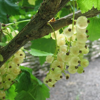 Ribes rubrum Vita Holländska (Witte Hollander), Vita Vinbär, stam co