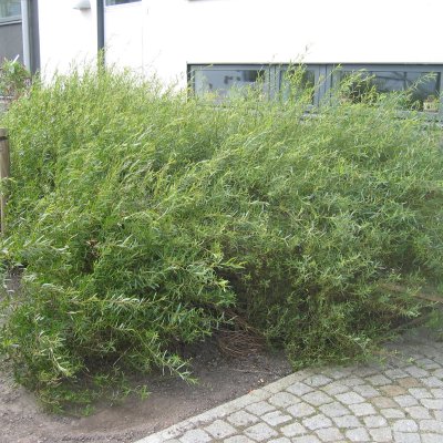 Salix purpurea Nana (Gracilis), Litet Rödvide