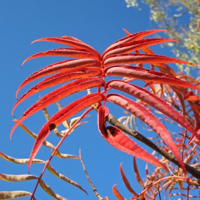 Sorbus ulleungensis Dodong, Ullungrönn, 80-100 C4